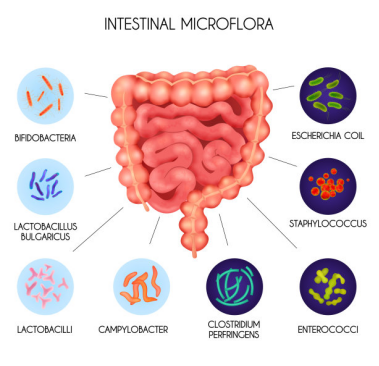 Probiotics: Invisible guardians of intestinal health